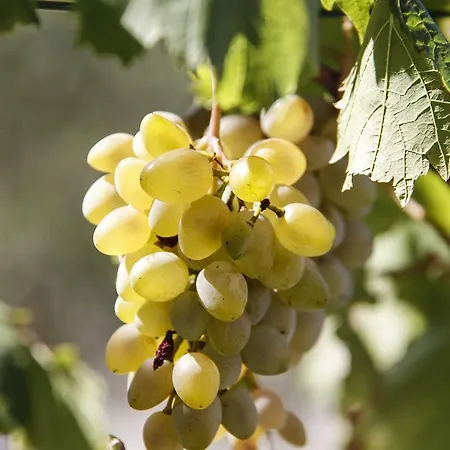 Appartement Sport Kampor